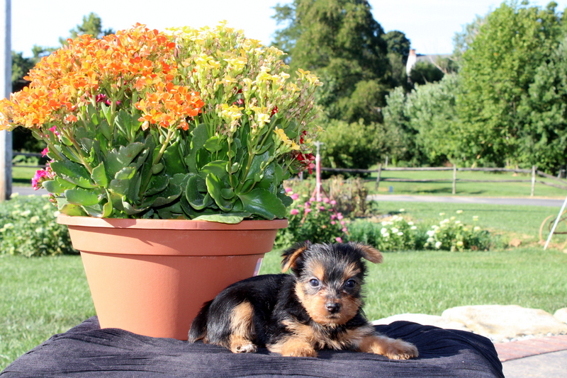 puppy, for, sale, Yorkshire Terrier, Matthew B. Stoltzfus, dog, breeder, Gap, PA, dog-breeder, puppy-for-sale, forsale, nearby, find, puppyfind, locator, puppylocator, aca